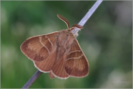 <p>BOUROVEC OSTRUŽINÍKOVÝ (Macrothylacia rubi) --- /fox moth - Brombeerspinner/</p>